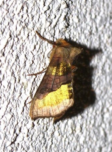 Réf. 240 655 : Diachrysia chrysitis